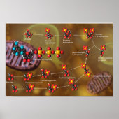 Glycolysis poster (Vorne)