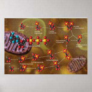 Glycolysis poster