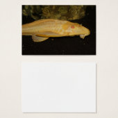 Glyptoperichthys gibbiceps (Vorne & Hinten)