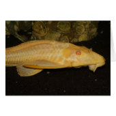 Glyptoperichthys gibbiceps (Vorderseite (Horizontal))