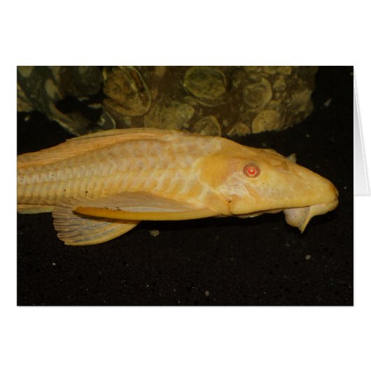 Glyptoperichthys gibbiceps (Vorderseite (Horizontal))