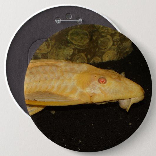 Glyptoperichthys gibbiceps button (Vorne & Hinten)