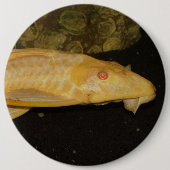 Glyptoperichthys gibbiceps button (Vorderseite)