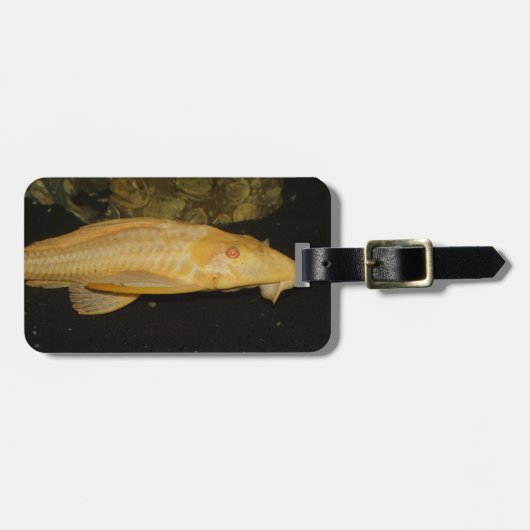 Glyptoperichthys gibbiceps gepäckanhänger (Vorderseite horizontal)