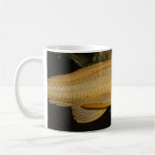 Glyptoperichthys gibbiceps kaffeetasse (Links)