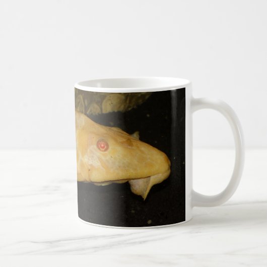 Glyptoperichthys gibbiceps kaffeetasse (Rechts)