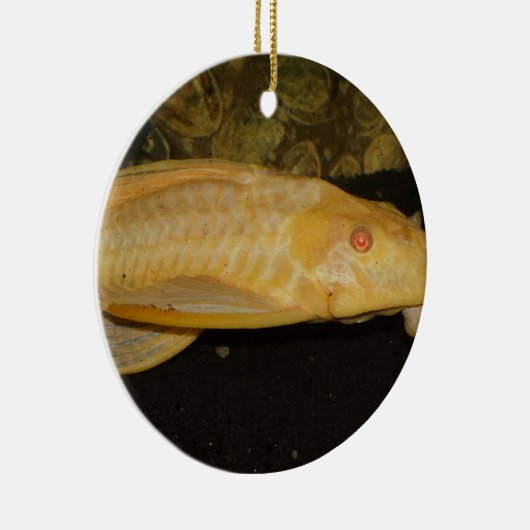 Glyptoperichthys gibbiceps keramikornament (Rechts)
