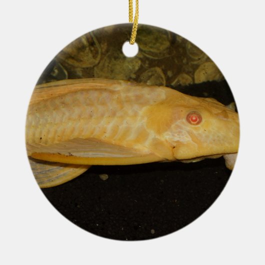 Glyptoperichthys gibbiceps keramikornament (Vorne)