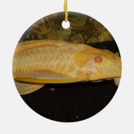 Glyptoperichthys gibbiceps keramikornament (Hinten)