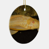 Glyptoperichthys gibbiceps keramikornament (Rechts)
