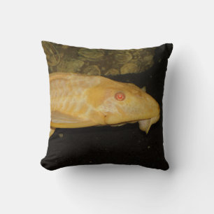 Glyptoperichthys gibbiceps kissen