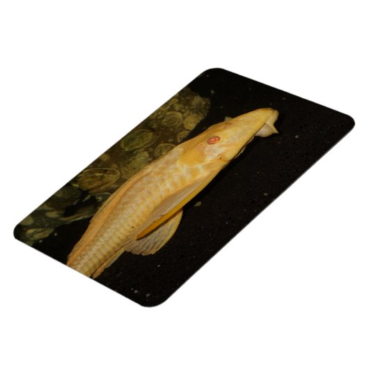 Glyptoperichthys gibbiceps magnet (Linke Seite)