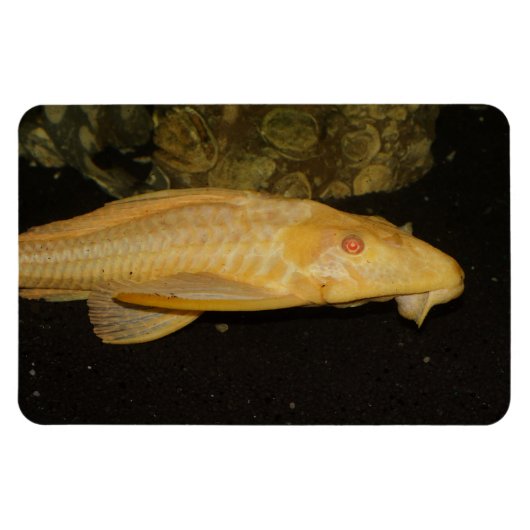 Glyptoperichthys gibbiceps magnet (Horizontal)