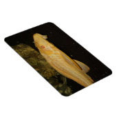 Glyptoperichthys gibbiceps magnet (Rechte Seite)