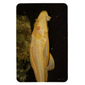 Glyptoperichthys gibbiceps magnet (Vertikal)