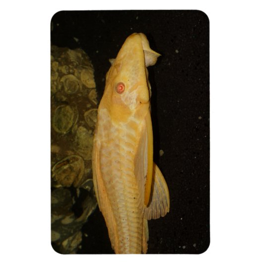 Glyptoperichthys gibbiceps magnet (Vertikal)