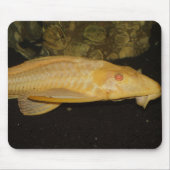 Glyptoperichthys gibbiceps mousepad (Vorne)