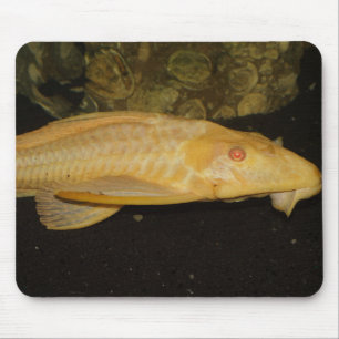 Glyptoperichthys gibbiceps mousepad