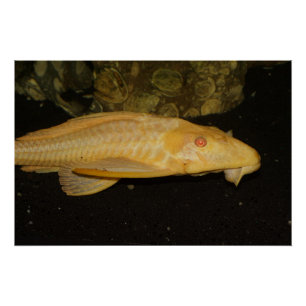 Glyptoperichthys gibbiceps poster