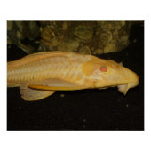 Glyptoperichthys gibbiceps poster (Vorderseite)