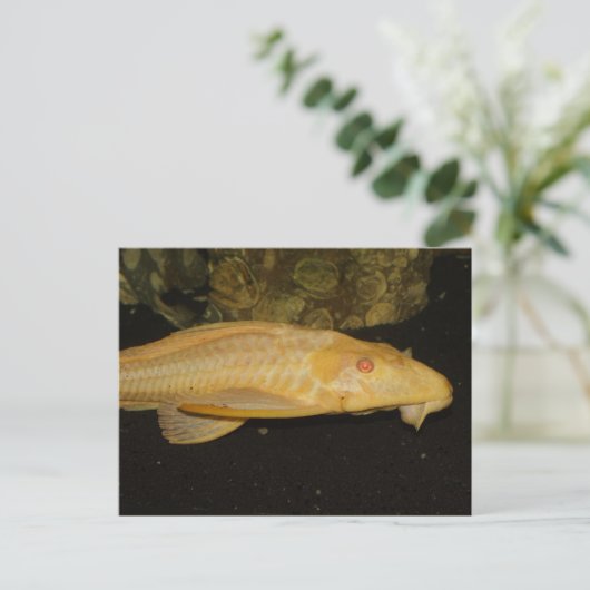 Glyptoperichthys gibbiceps postkarte (Stehend Vorderseite)