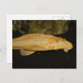 Glyptoperichthys gibbiceps postkarte (Vorne/Hinten)