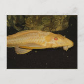 Glyptoperichthys gibbiceps postkarte (Vorderseite)