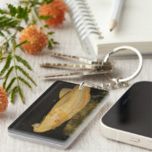 Glyptoperichthys gibbiceps schlüsselanhänger (Vorderseite rechts)