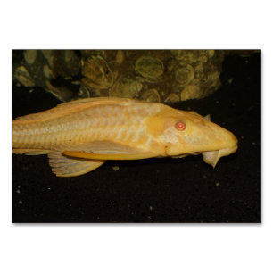 Glyptoperichthys gibbiceps tischnummer
