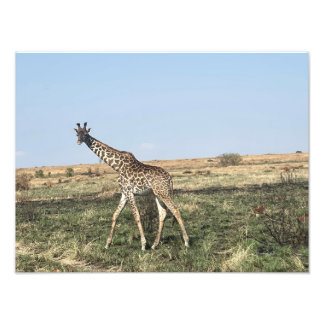 Gnade in Bewegung – Afrikanischer Giraffen-Fotoabz Fotodruck