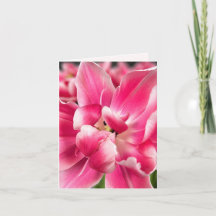 Gnade in jeder Jahreszeit | Rosa Tulpen-Faltgrußka