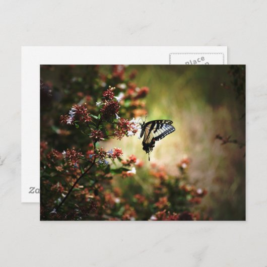 Gnadengeheimnis Postkarte (Vorne/Hinten)