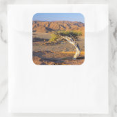 Gnarled Tree and Desert Lands, Richtersveld Quadratischer Aufkleber (Tasche)