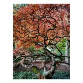 Gnarly Twisted Japanischer Ahornbaum Poster (Vorderseite)