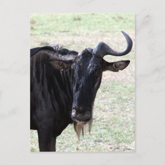 Gnu-Horn Postkarte (Vorderseite)