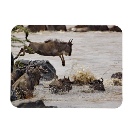 Gnu springt in den Mara-Fluss Magnet (Horizontal)
