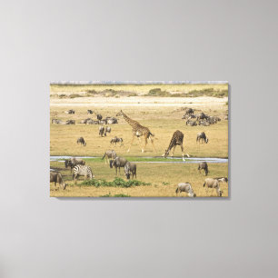 Gnus, Zebras und Giraffen Leinwanddruck