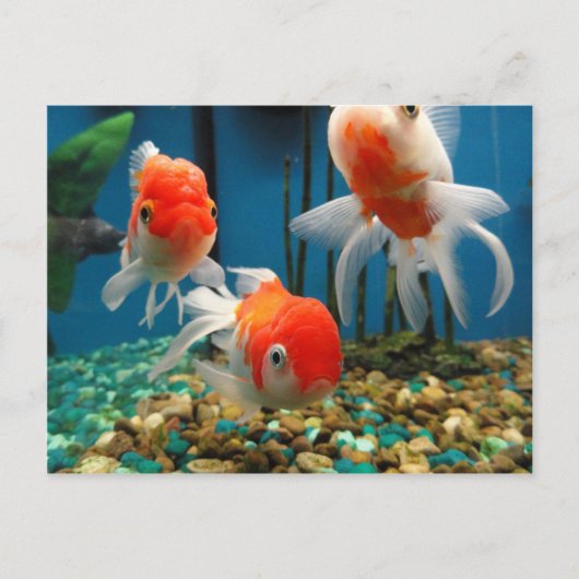 Go Fish Postkarte (Vorderseite)