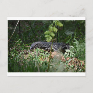 GOANNA EUNGELLA NATIONAL PARK QUEENSLAND AUSTRALIE POSTKARTE