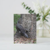 GOANNA EUNGELLA NATIONAL PARL QUEENSLAND AUSTRALIA POSTKARTE (Stehend Vorderseite)