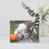 Goat and Pumpkin Postcard Postkarte (Stehend Vorderseite)