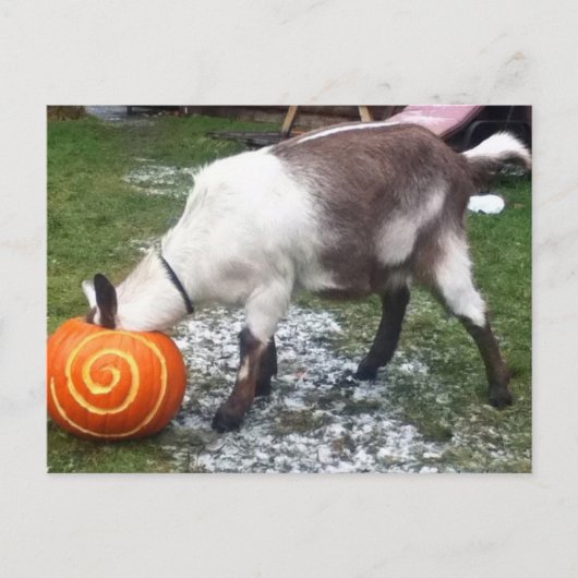 Goat and Pumpkin Postcard Postkarte (Vorderseite)
