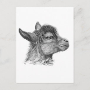 Goat Baby G099 Postkarte