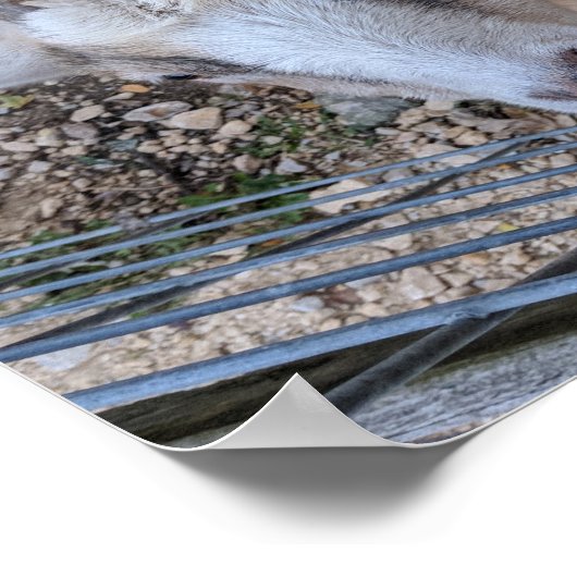 Goat Bros Poster (Ecke)