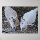Goat Bros Poster (Vorne)