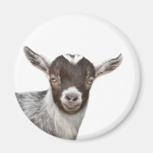 Goat Cute Farm Foto Tier Magnet