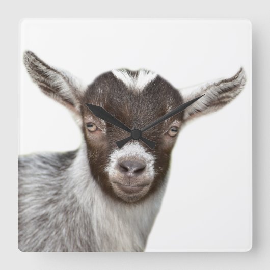Goat farm animal, Foto von peekaboo modern Quadratische Wanduhr (Vorderseite)