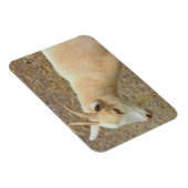 Goat Foto Magnet (Rechte Seite)