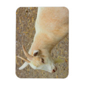 Goat Foto Magnet (Vertikal)