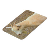 Goat Foto Magnet (Linke Seite)